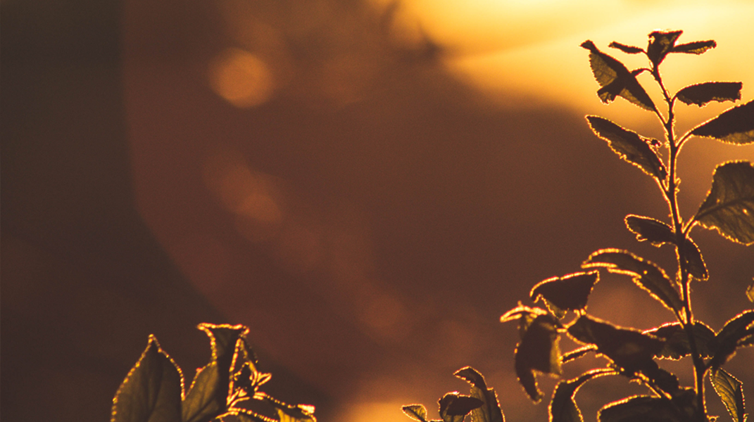 先知以利亞（二）