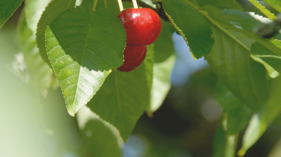 離開街頭找到歸宿 訪 卓蘭教會 黃敏修 弟兄